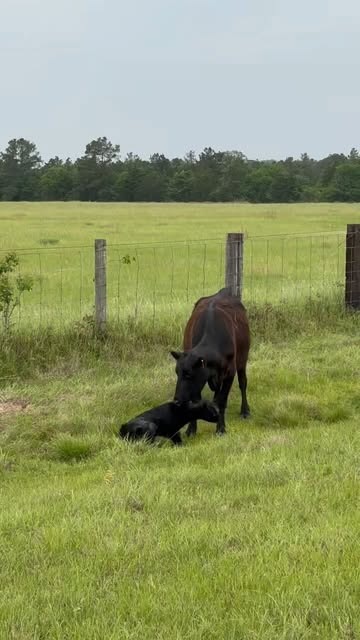 A cow and calf in the green pasture at Sky Meadow Farms