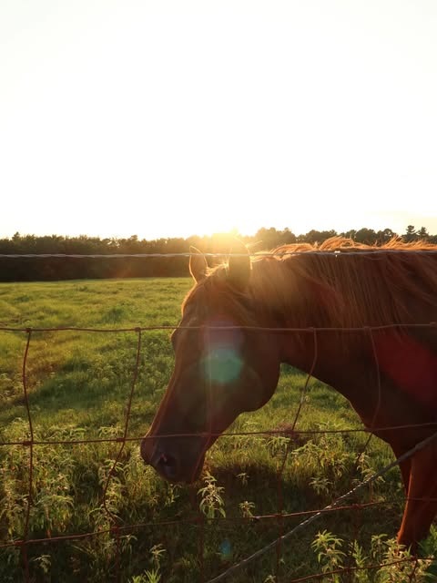 Evening light in the pasture